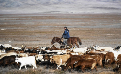 Казахстан намерен купить полмиллиона коз из Монголии