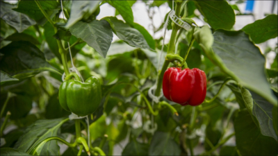 Эколог Рыбальченко порекомендовал дачникам укрывать перцы пленкой при похолодании