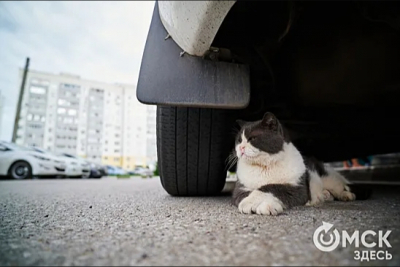 ВИК — не приговор: жизнь кошек с вирусом иммунодефицита